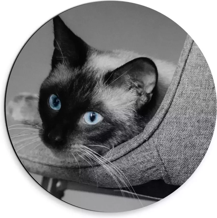 KuijsFotoprint Dibond Wandcirkel Grijze Kat op Grijze Stoel 30x30cm Foto op Aluminium Wandcirkel (met ophangsysteem)
