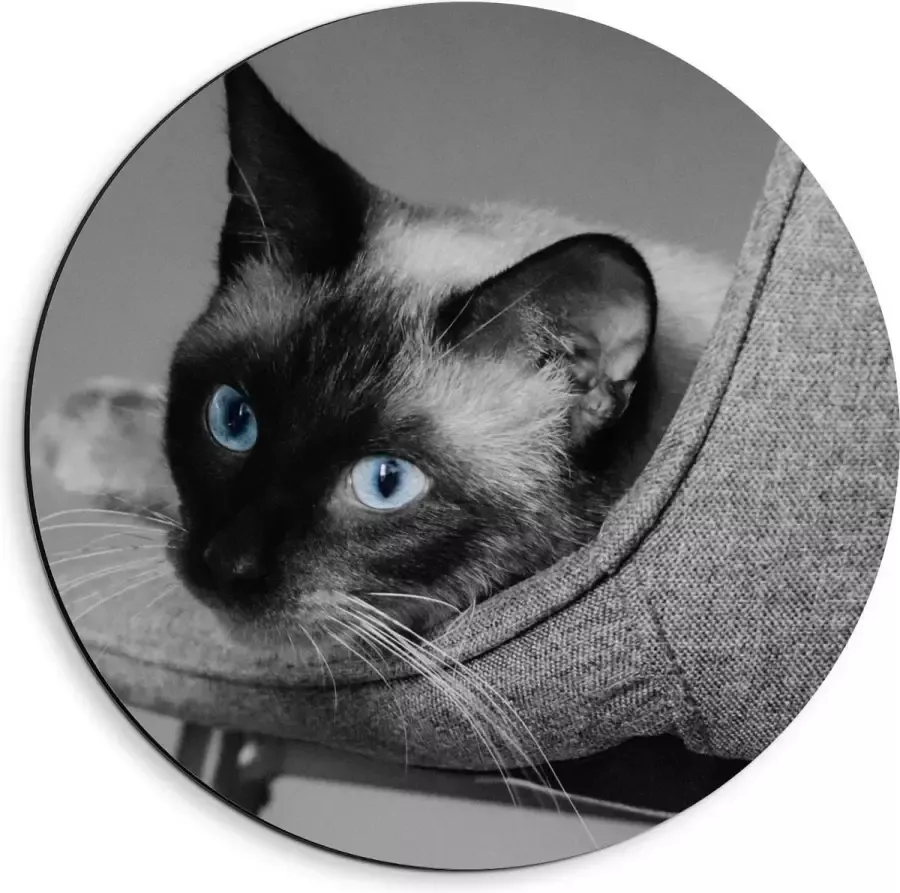 KuijsFotoprint Dibond Wandcirkel Grijze Kat op Grijze Stoel 40x40cm Foto op Aluminium Wandcirkel (met ophangsysteem)