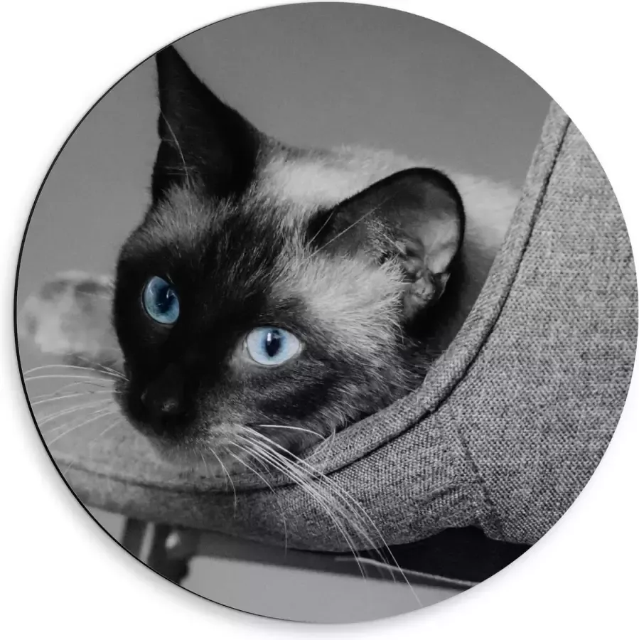 KuijsFotoprint Dibond Wandcirkel Grijze Kat op Grijze Stoel 50x50cm Foto op Aluminium Wandcirkel (met ophangsysteem)