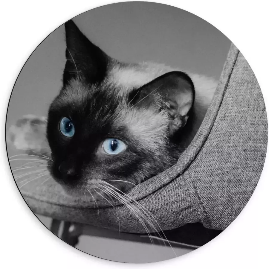 KuijsFotoprint Dibond Wandcirkel Grijze Kat op Grijze Stoel 60x60cm Foto op Aluminium Wandcirkel (met ophangsysteem)
