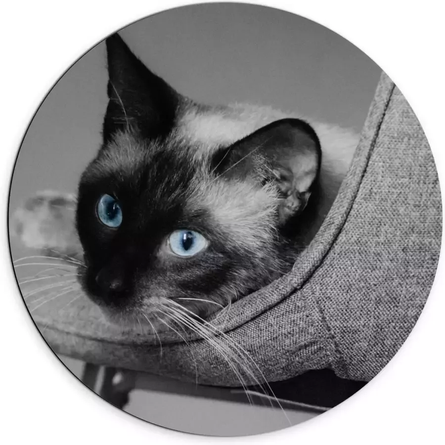 KuijsFotoprint Dibond Wandcirkel Grijze Kat op Grijze Stoel 70x70cm Foto op Aluminium Wandcirkel (met ophangsysteem)