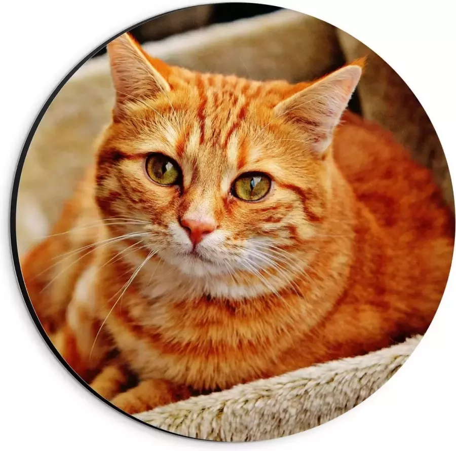 KuijsFotoprint Dibond Wandcirkel Oranje Kat op Stoel 20x20cm Foto op Aluminium Wandcirkel (met ophangsysteem)