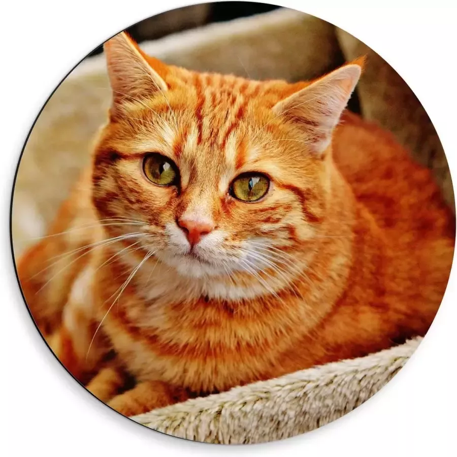 KuijsFotoprint Dibond Wandcirkel Oranje Kat op Stoel 50x50cm Foto op Aluminium Wandcirkel (met ophangsysteem)
