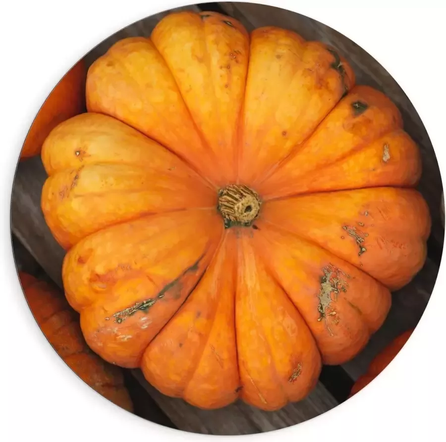 KuijsFotoprint Dibond Wandcirkel Oranje Pompoenen op Tafel 90x90cm Foto op Aluminium Wandcirkel (met ophangsysteem)