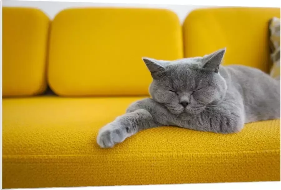 KuijsFotoprint Forex Britse Korthaar rustend op Gele Bank 120x80cm Foto op Forex