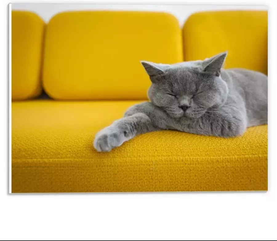 KuijsFotoprint Forex Britse Korthaar rustend op Gele Bank 40x30cm Foto op Forex