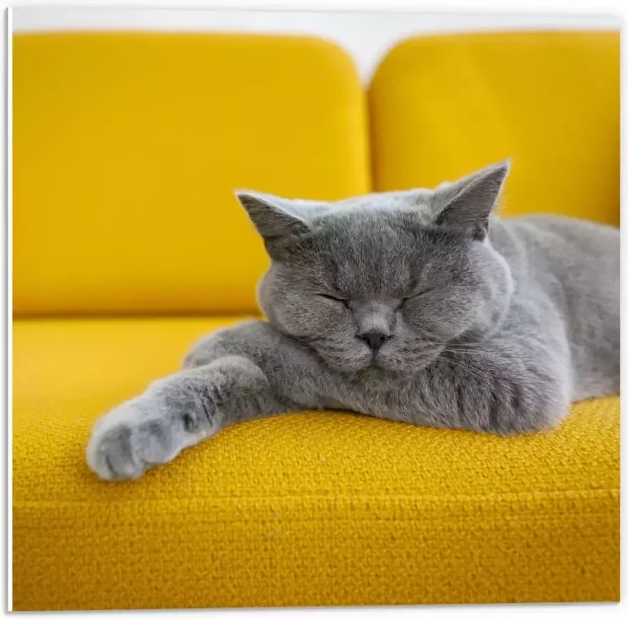 KuijsFotoprint Forex Britse Korthaar rustend op Gele Bank 50x50cm Foto op Forex