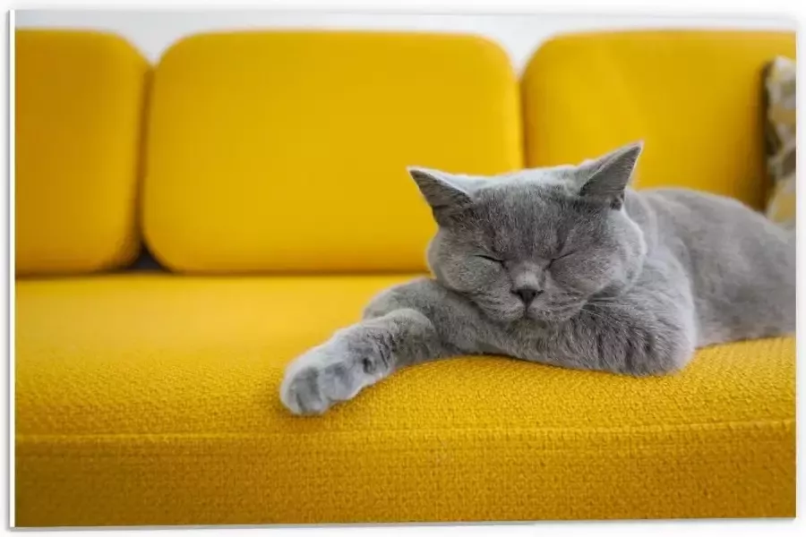 KuijsFotoprint Forex Britse Korthaar rustend op Gele Bank 60x40cm Foto op Forex