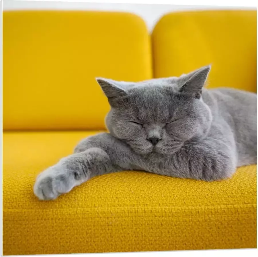 KuijsFotoprint Forex Britse Korthaar rustend op Gele Bank 80x80cm Foto op Forex