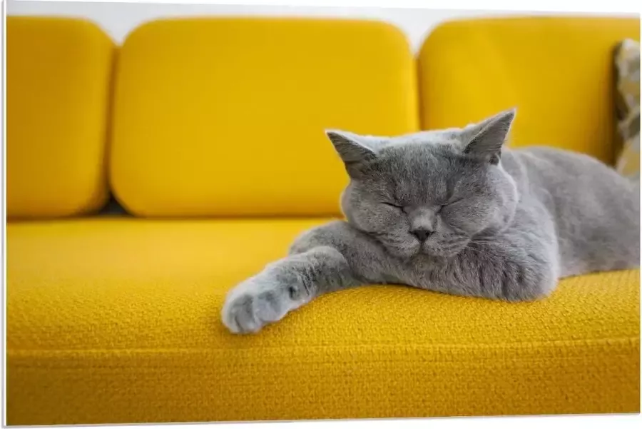 KuijsFotoprint Forex Britse Korthaar rustend op Gele Bank 90x60cm Foto op Forex