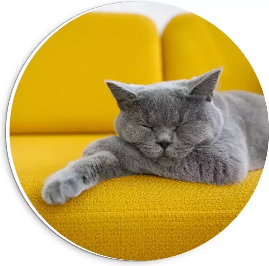 KuijsFotoprint Forex Wandcirkel Britse Korthaar rustend op Gele Bank 20x20cm Foto op Wandcirkel (met ophangsysteem)