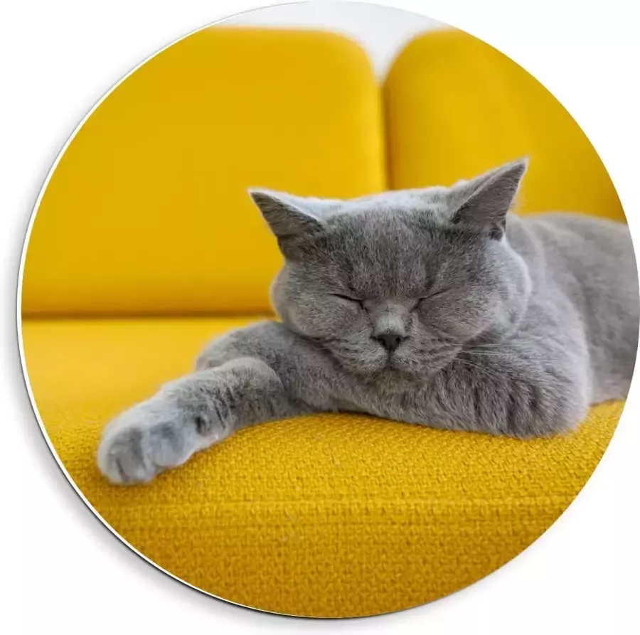 KuijsFotoprint Forex Wandcirkel Britse Korthaar rustend op Gele Bank 40x40cm Foto op Wandcirkel (met ophangsysteem)