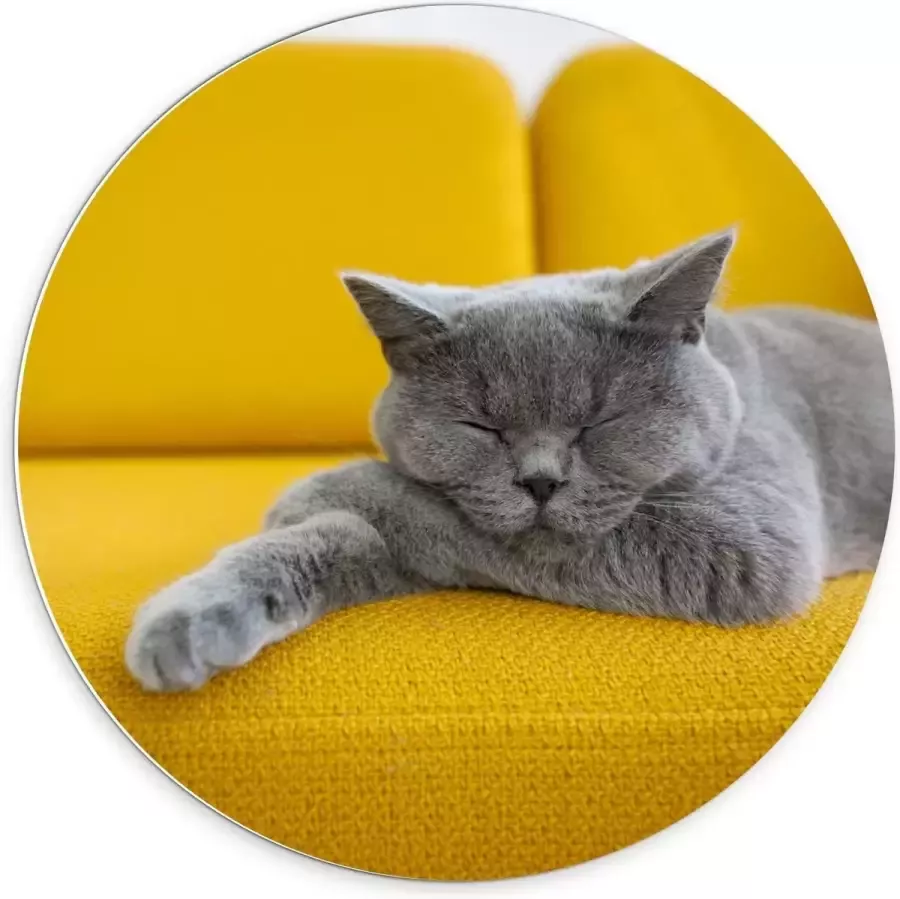 KuijsFotoprint Forex Wandcirkel Britse Korthaar rustend op Gele Bank 70x70cm Foto op Wandcirkel (met ophangsysteem)