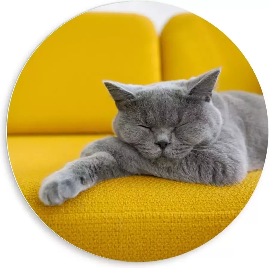 KuijsFotoprint Forex Wandcirkel Britse Korthaar rustend op Gele Bank 80x80cm Foto op Wandcirkel (met ophangsysteem)