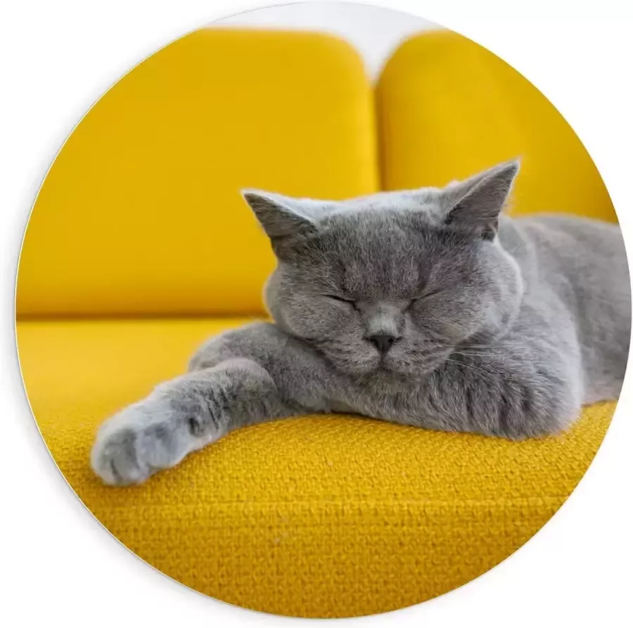 KuijsFotoprint Forex Wandcirkel Britse Korthaar rustend op Gele Bank 90x90cm Foto op Wandcirkel (met ophangsysteem)