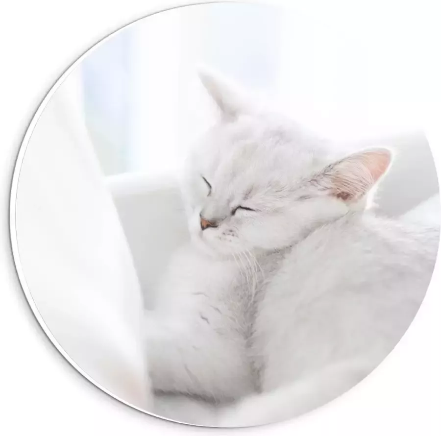 KuijsFotoprint Forex Wandcirkel Witte Kat aan het Slapen in Stoel 20x20cm Foto op Wandcirkel (met ophangsysteem)