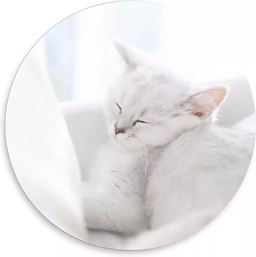 KuijsFotoprint Forex Wandcirkel Witte Kat aan het Slapen in Stoel 50x50cm Foto op Wandcirkel (met ophangsysteem)