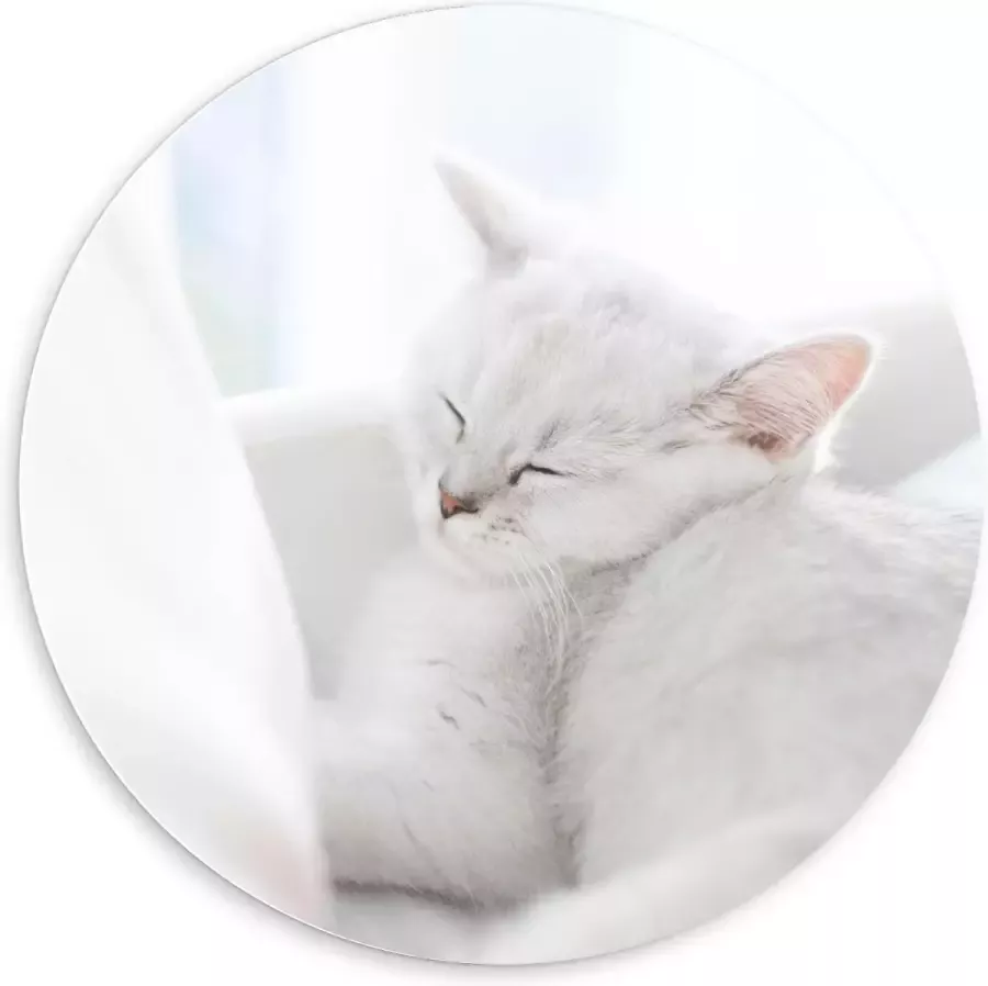 KuijsFotoprint Forex Wandcirkel Witte Kat aan het Slapen in Stoel 60x60cm Foto op Wandcirkel (met ophangsysteem)