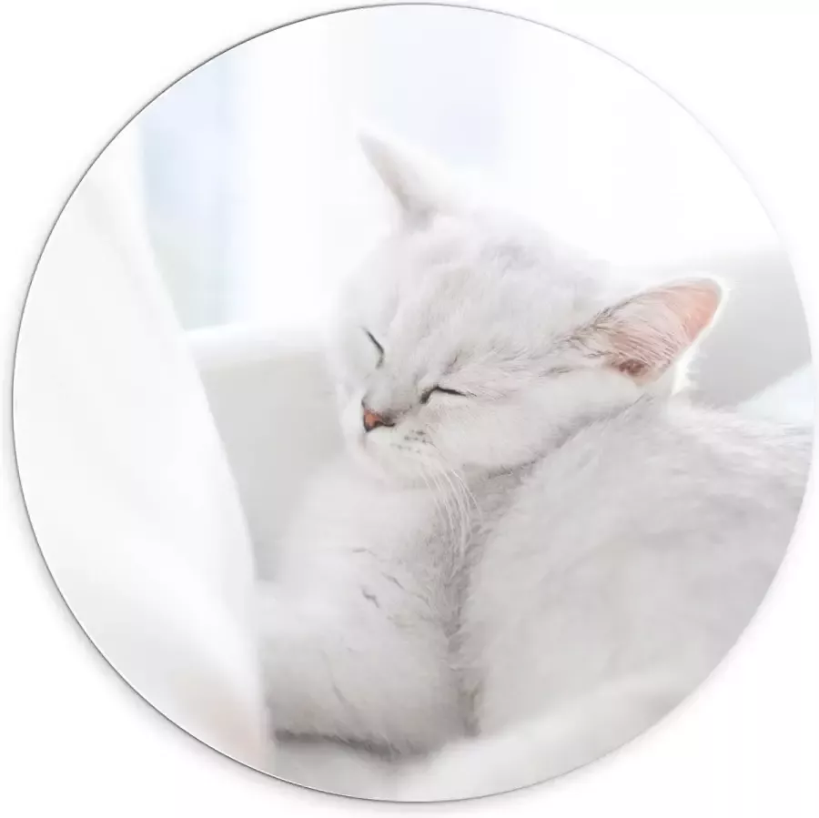 KuijsFotoprint Forex Wandcirkel Witte Kat aan het Slapen in Stoel 70x70cm Foto op Wandcirkel (met ophangsysteem)