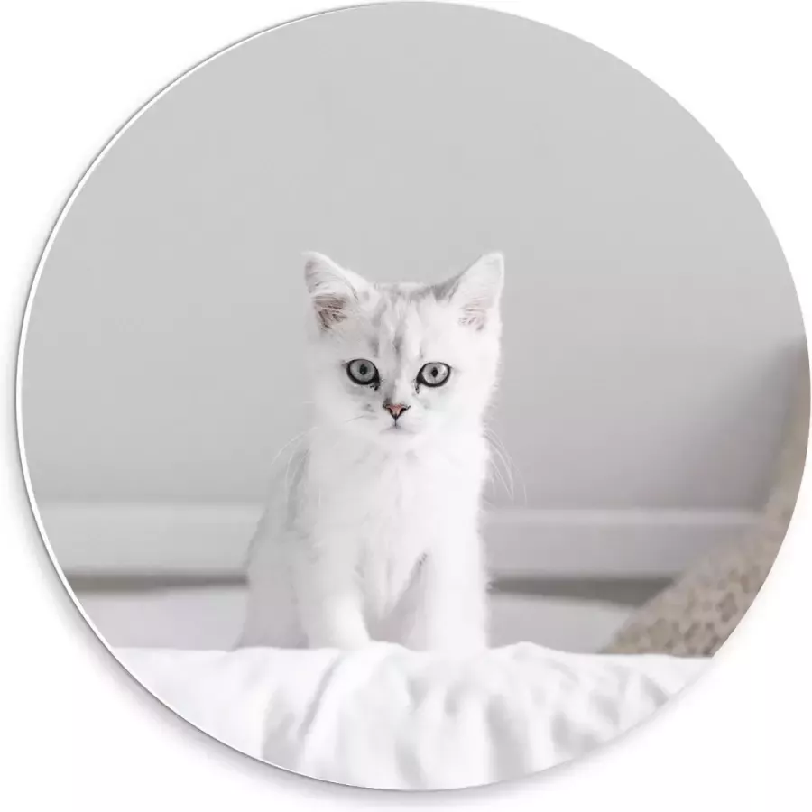 KuijsFotoprint Forex Wandcirkel Witte Kat op Bed 30x30cm Foto op Wandcirkel (met ophangsysteem)