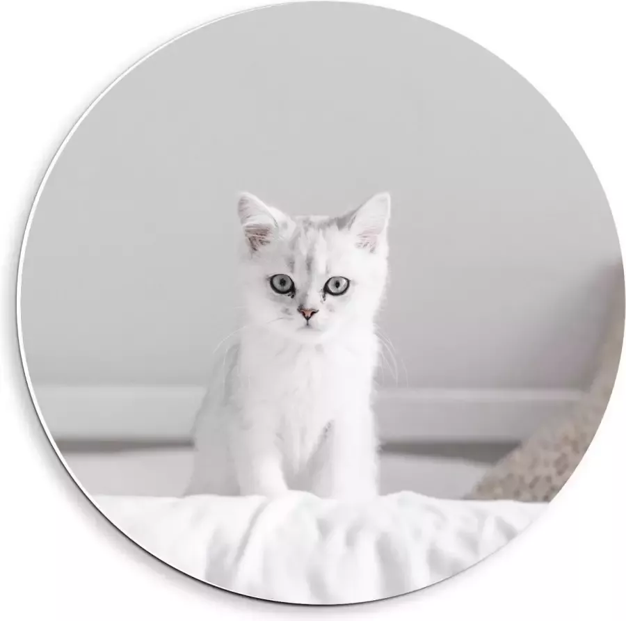 KuijsFotoprint Forex Wandcirkel Witte Kat op Bed 40x40cm Foto op Wandcirkel (met ophangsysteem)