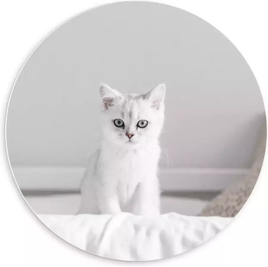 KuijsFotoprint Forex Wandcirkel Witte Kat op Bed 60x60cm Foto op Wandcirkel (met ophangsysteem)