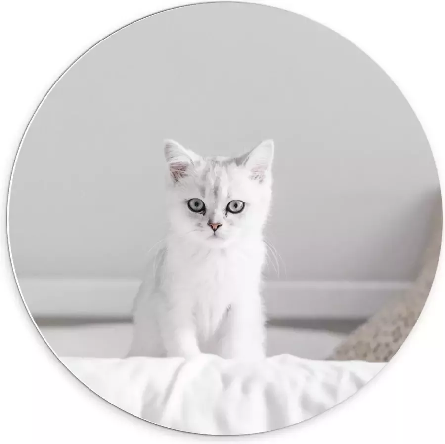 KuijsFotoprint Forex Wandcirkel Witte Kat op Bed 70x70cm Foto op Wandcirkel (met ophangsysteem)