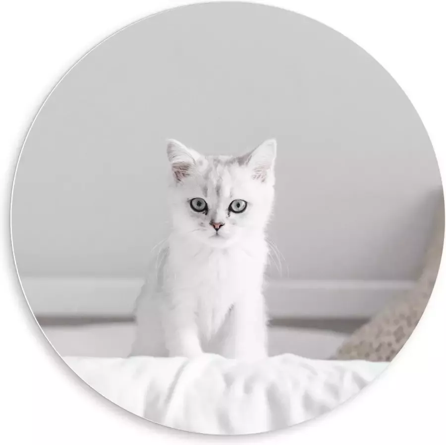 KuijsFotoprint Forex Wandcirkel Witte Kat op Bed 80x80cm Foto op Wandcirkel (met ophangsysteem)