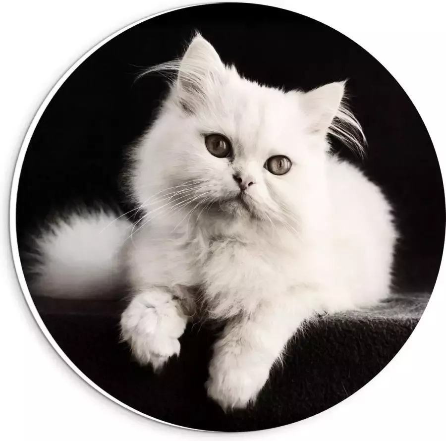 KuijsFotoprint Forex Wandcirkel Witte Pluizige Kat op Zwarte Bank 20x20cm Foto op Wandcirkel (met ophangsysteem)