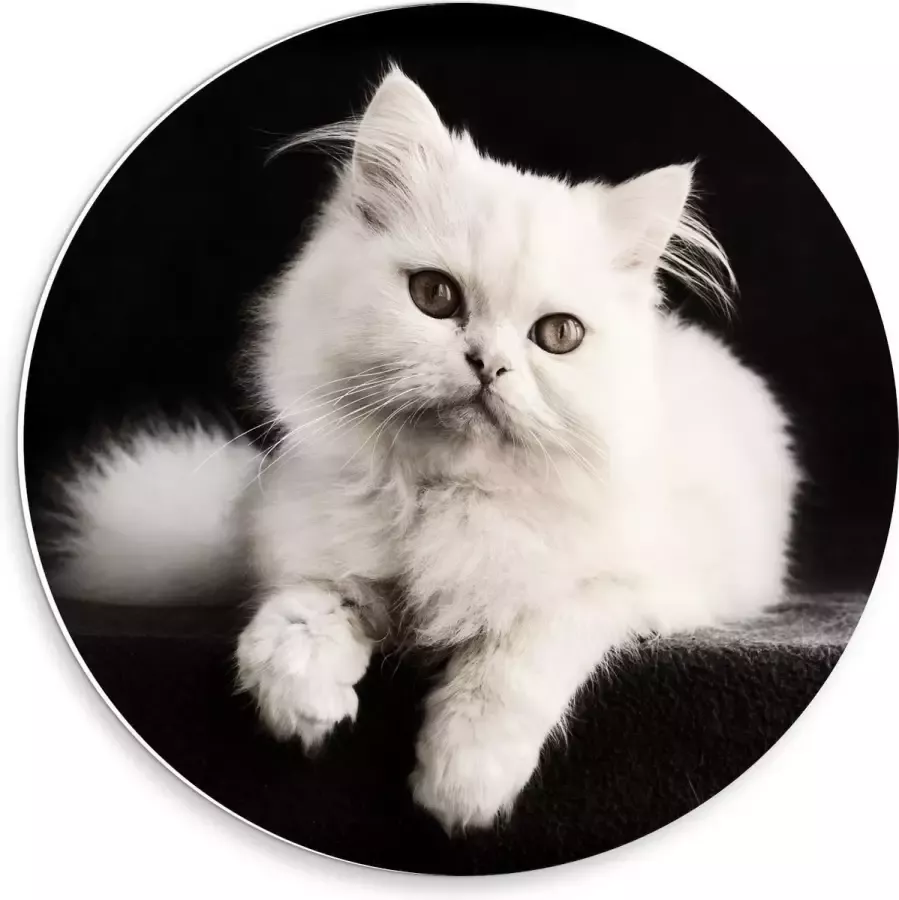 KuijsFotoprint Forex Wandcirkel Witte Pluizige Kat op Zwarte Bank 30x30cm Foto op Wandcirkel (met ophangsysteem)