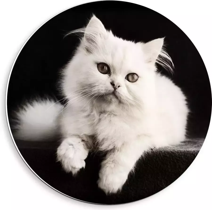KuijsFotoprint Forex Wandcirkel Witte Pluizige Kat op Zwarte Bank 40x40cm Foto op Wandcirkel (met ophangsysteem)