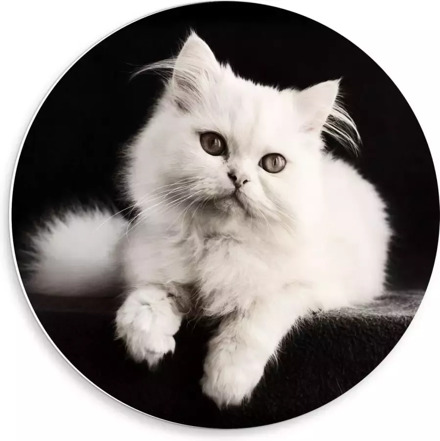 KuijsFotoprint Forex Wandcirkel Witte Pluizige Kat op Zwarte Bank 50x50cm Foto op Wandcirkel (met ophangsysteem)