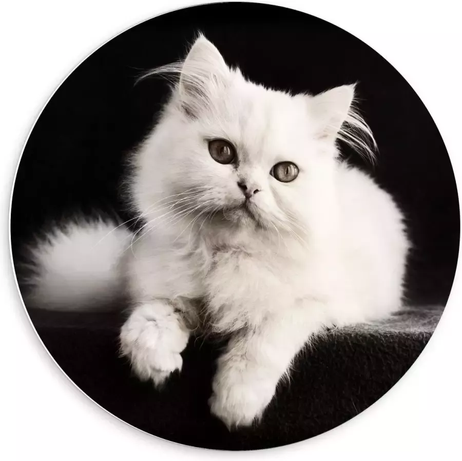 KuijsFotoprint Forex Wandcirkel Witte Pluizige Kat op Zwarte Bank 60x60cm Foto op Wandcirkel (met ophangsysteem)