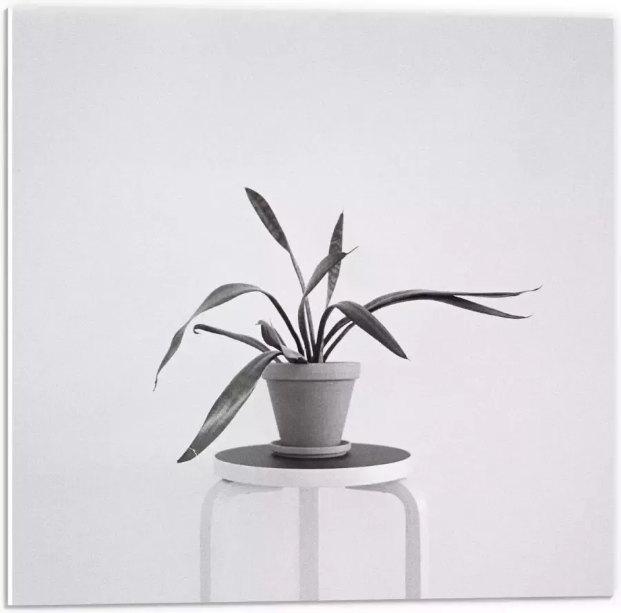 KuijsFotoprint Forex Zwart-Witte foto van Plant op Kruk 50x50cm Foto op Forex