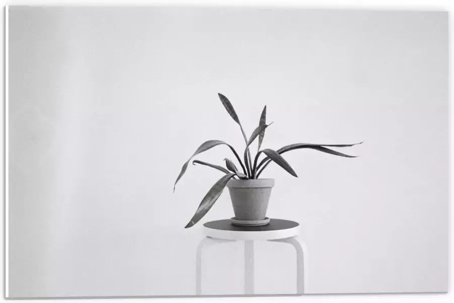 KuijsFotoprint Forex Zwart-Witte foto van Plant op Kruk 60x40cm Foto op Forex
