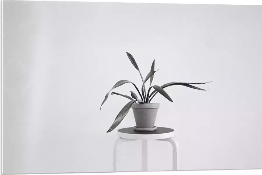 KuijsFotoprint Forex Zwart-Witte foto van Plant op Kruk 90x60cm Foto op Forex