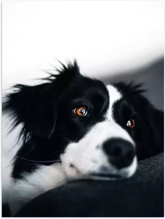 KuijsFotoprint Poster – Border Collie op de Bank 30x40cm Foto op Posterpapier