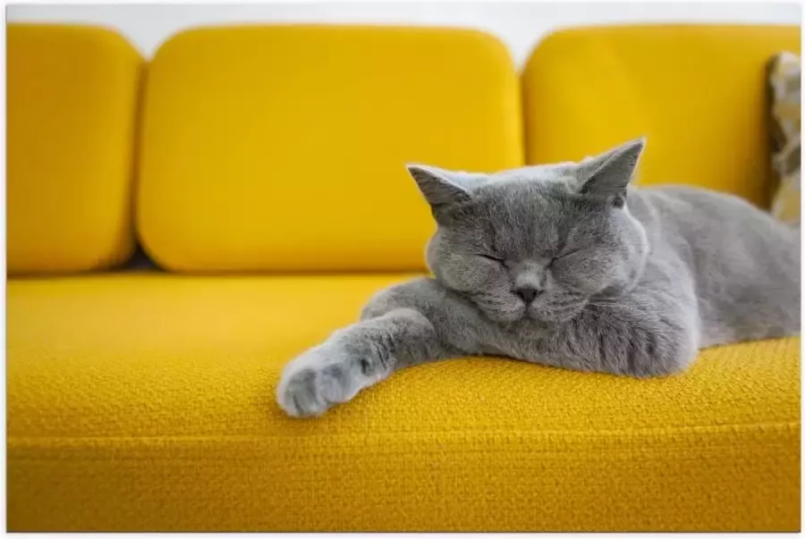 KuijsFotoprint Poster – Britse Korthaar rustend op Gele Bank 120x80cm Foto op Posterpapier