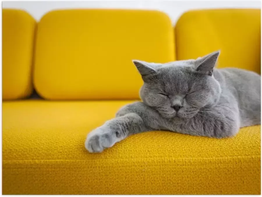 KuijsFotoprint Poster – Britse Korthaar rustend op Gele Bank 40x30cm Foto op Posterpapier