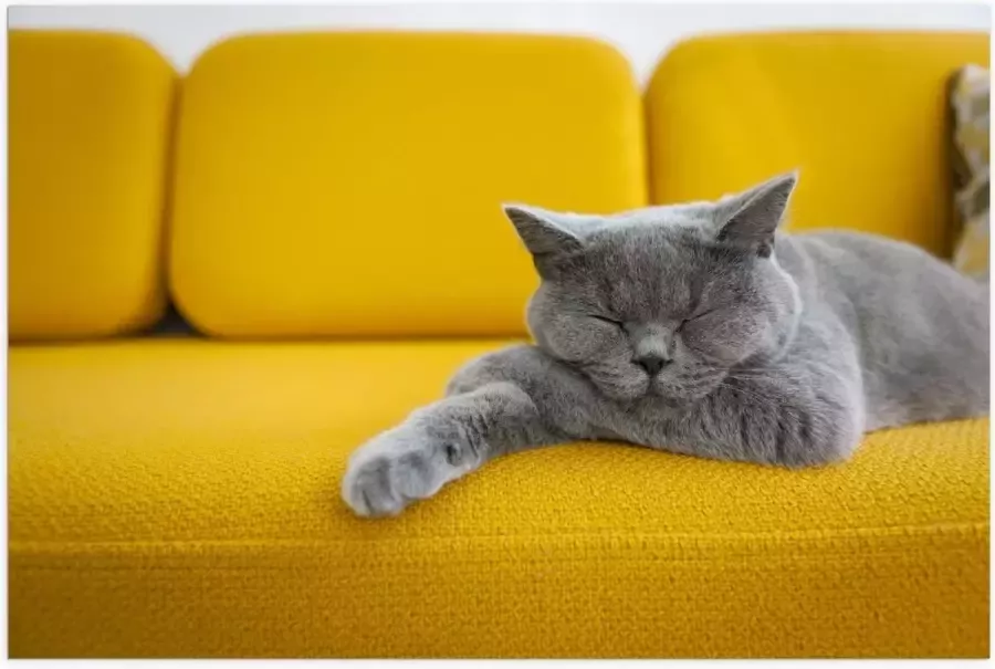 KuijsFotoprint Poster – Britse Korthaar rustend op Gele Bank 60x40cm Foto op Posterpapier