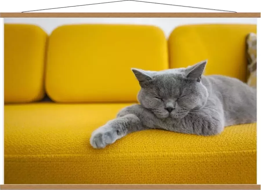 KuijsFotoprint Schoolplaat – Britse Korthaar rustend op Gele Bank 120x80cm Foto op Textielposter (Wanddecoratie op Schoolplaat)