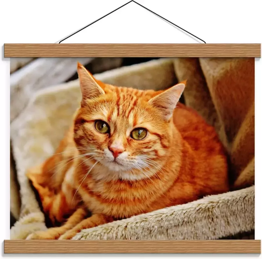 KuijsFotoprint Schoolplaat – Oranje Kat op Stoel 40x30cm Foto op Textielposter (Wanddecoratie op Schoolplaat)