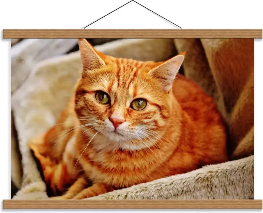 KuijsFotoprint Schoolplaat – Oranje Kat op Stoel 60x40cm Foto op Textielposter (Wanddecoratie op Schoolplaat)