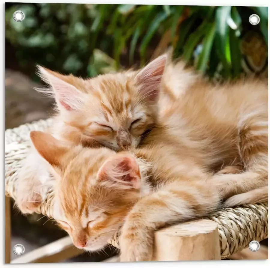 KuijsFotoprint Tuinposter – Bruine Katjes op Stoel 50x50cm Foto op Tuinposter (wanddecoratie voor buiten en binnen)