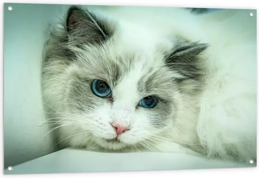 KuijsFotoprint Tuinposter – Liggende Witte Kat op Witte Bank 120x80cm Foto op Tuinposter (wanddecoratie voor buiten en binnen)