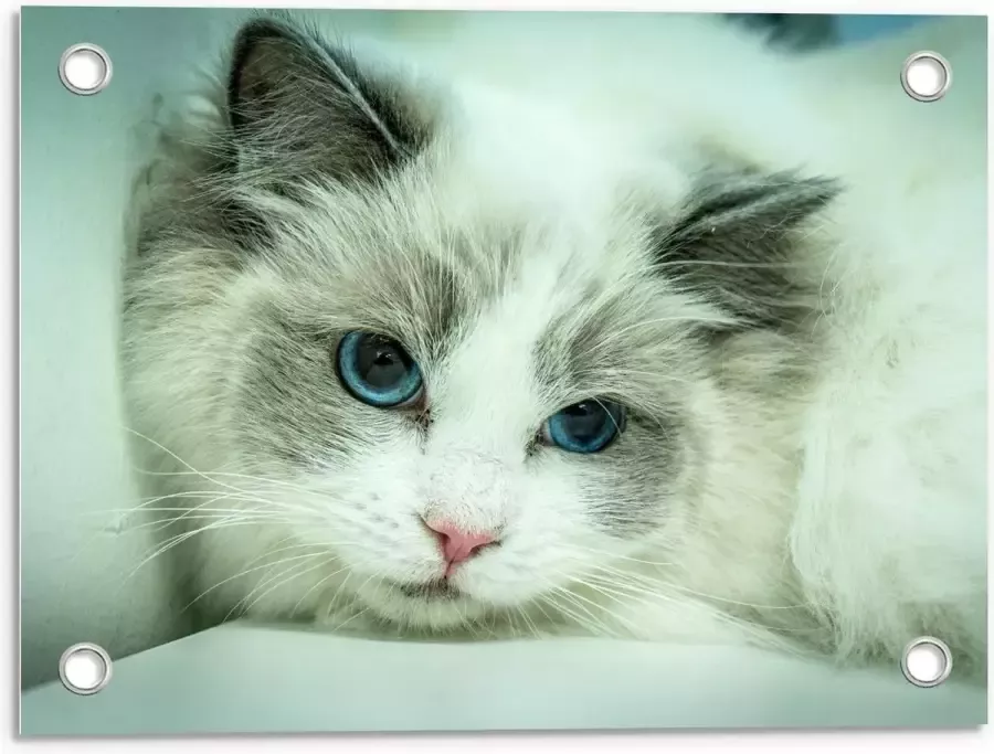 KuijsFotoprint Tuinposter – Liggende Witte Kat op Witte Bank 40x30cm Foto op Tuinposter (wanddecoratie voor buiten en binnen)