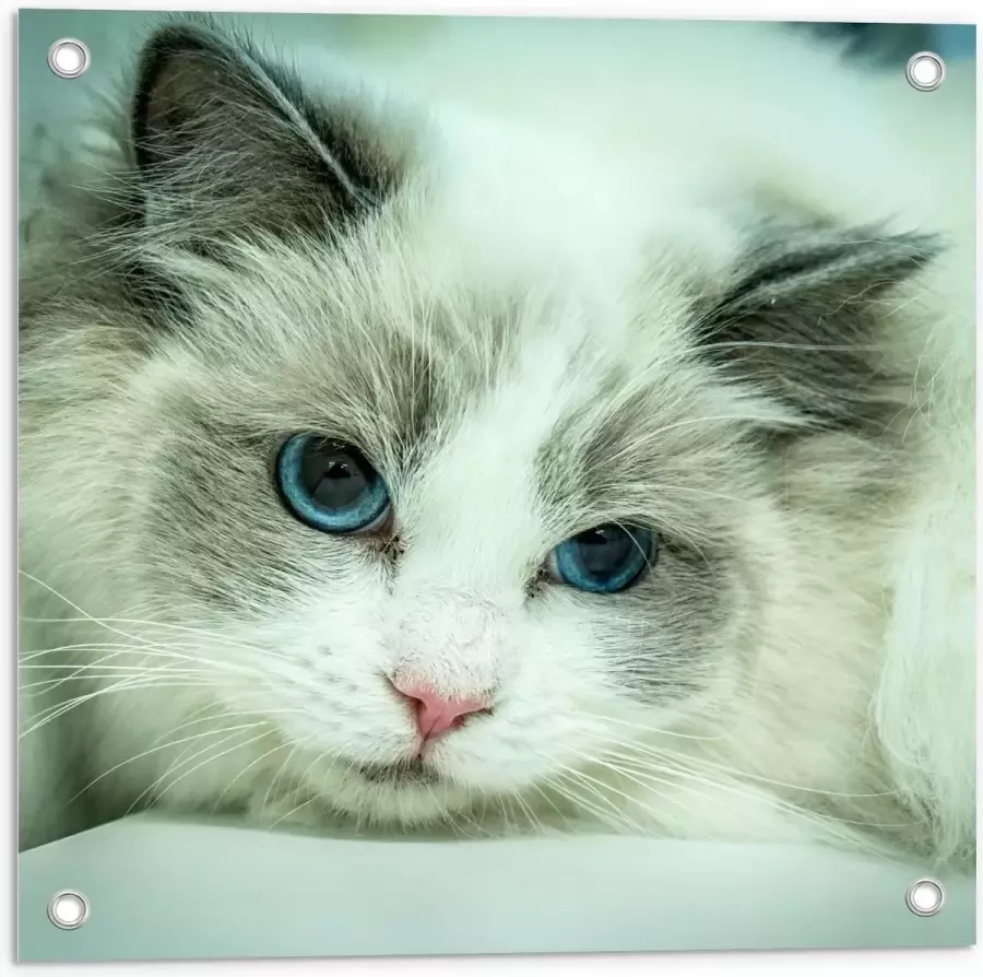 KuijsFotoprint Tuinposter – Liggende Witte Kat op Witte Bank 50x50cm Foto op Tuinposter (wanddecoratie voor buiten en binnen)