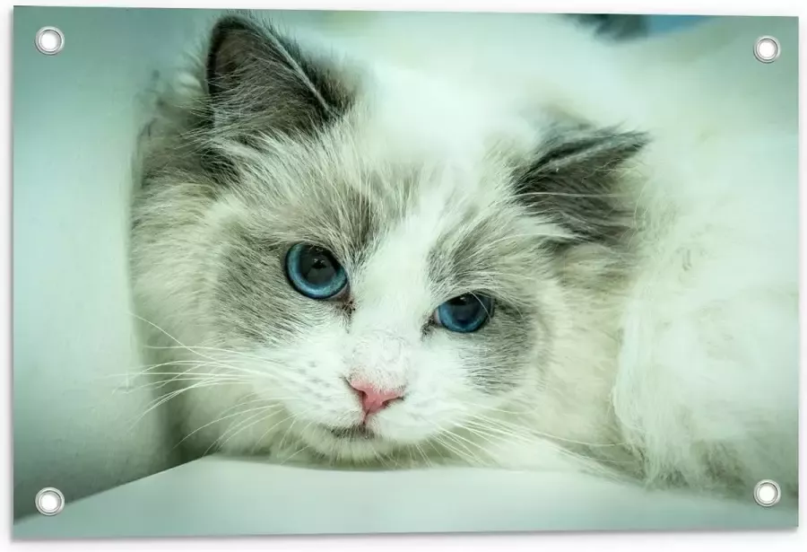 KuijsFotoprint Tuinposter – Liggende Witte Kat op Witte Bank 60x40cm Foto op Tuinposter (wanddecoratie voor buiten en binnen)