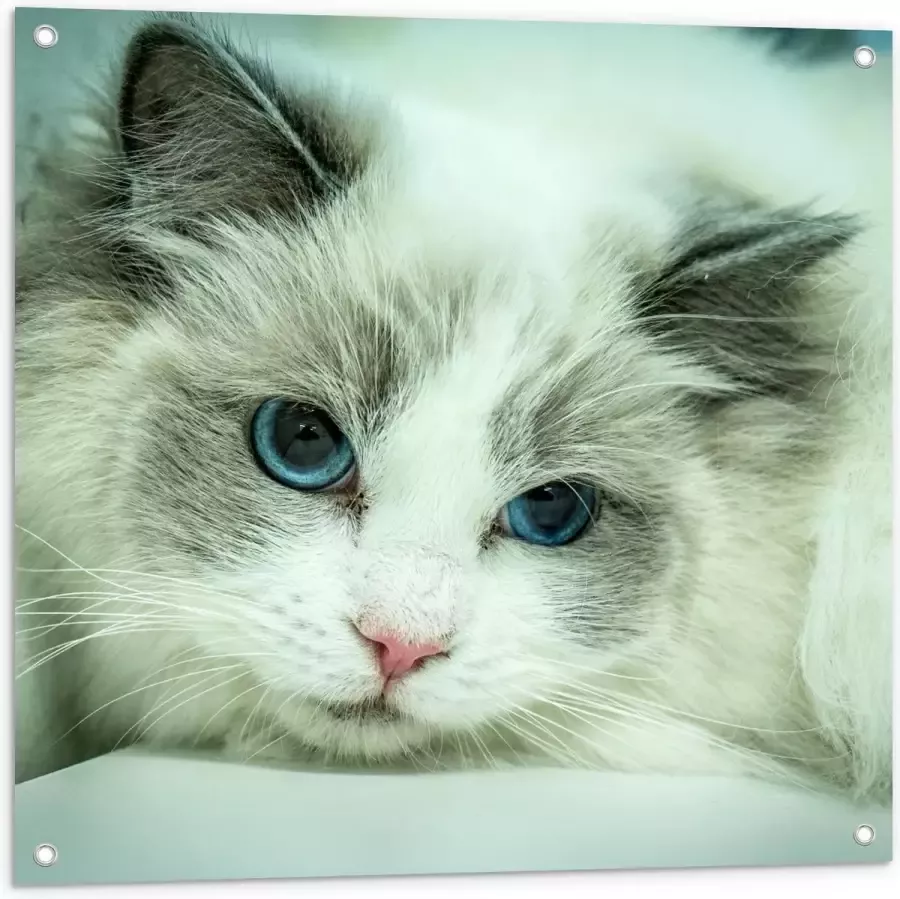 KuijsFotoprint Tuinposter – Liggende Witte Kat op Witte Bank 80x80cm Foto op Tuinposter (wanddecoratie voor buiten en binnen)