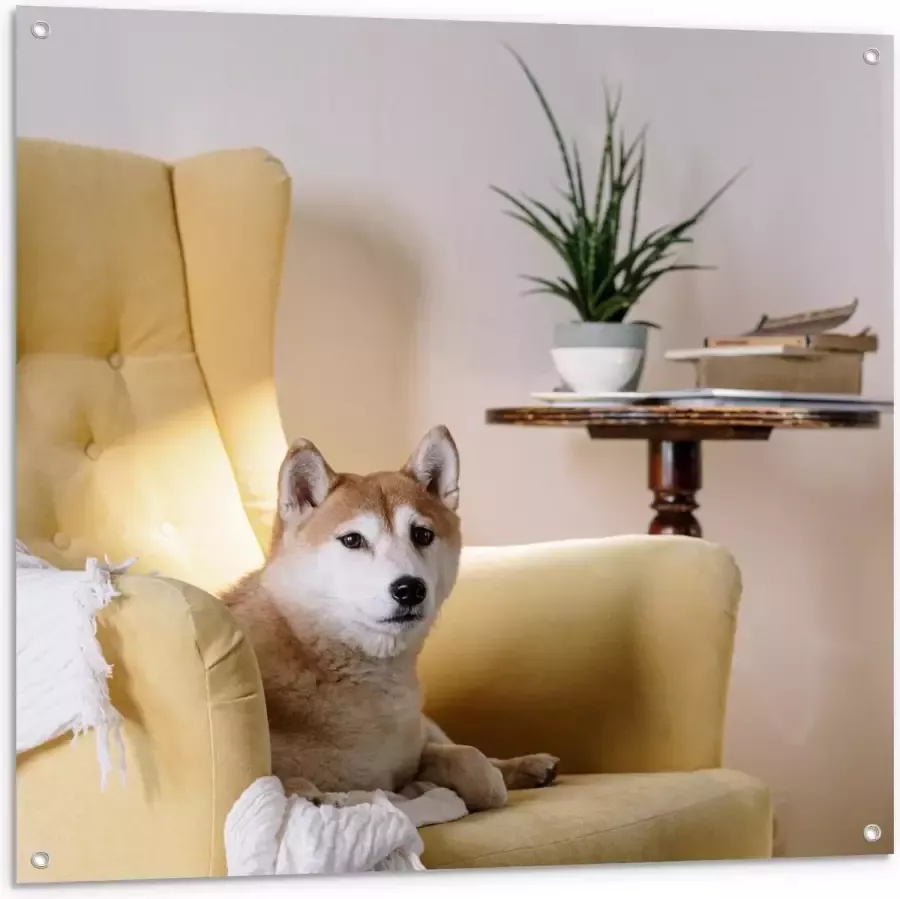 KuijsFotoprint Tuinposter – Shiba inu Hond op Gele Stoel 100x100cm Foto op Tuinposter (wanddecoratie voor buiten en binnen)